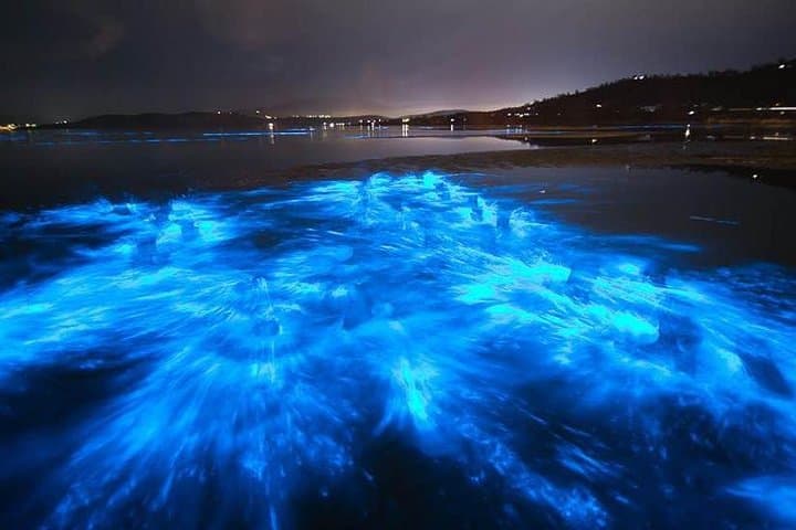 Bioluminescence Tour on Kayak or Paddle Board