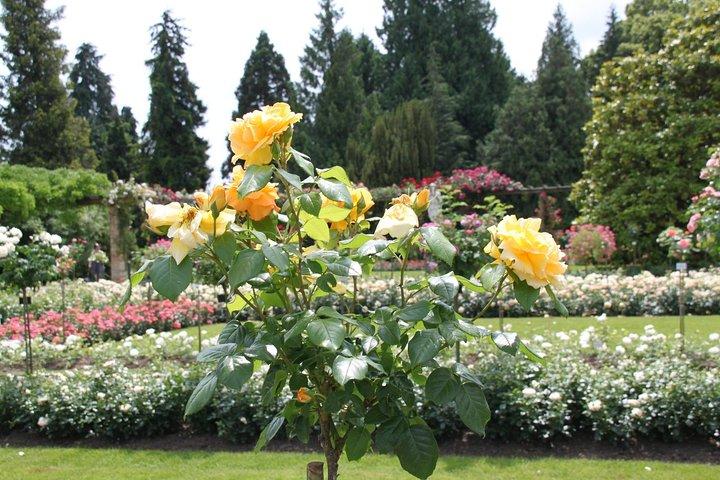 Day trip to the island of Mainau with highlights on Lake Constance from / to Oberstaufen