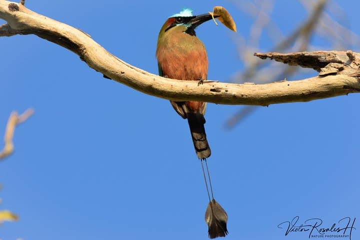 Mahahual and Costa Maya Birdwatching