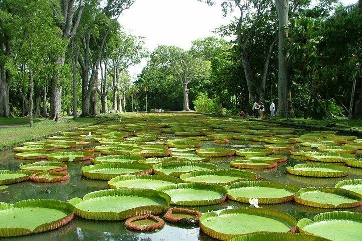 Private taxi : North guided tour of mauritius.