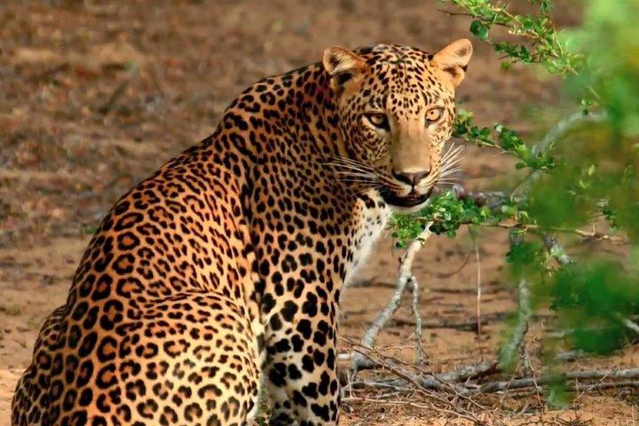 Yala Safari Private Day Trip with Return Transport -All Inclusive