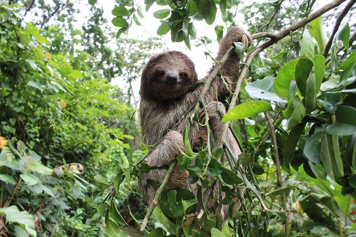 Tropical Rainforest, Hanging Bridges And Jungle Sloths Sanctuary
