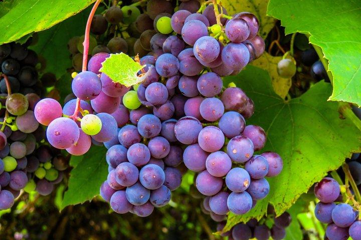 Private Wine Tour Amador County Wine Tasting Tours