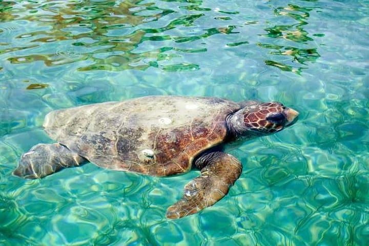 Hol Chan Marine Reserve Snorkel Tour on the 40' Sirena Azul Sailboat