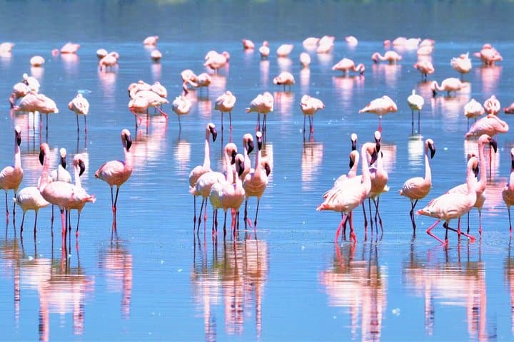 1 Day Safari to Lake Nakuru National Park