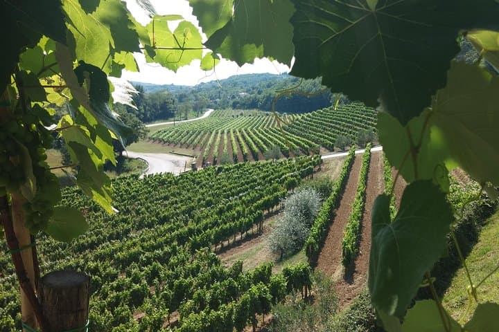 Wine Tour - The Best of Istria