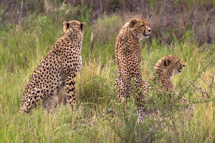 Ann van Dyk Cheetah Centre