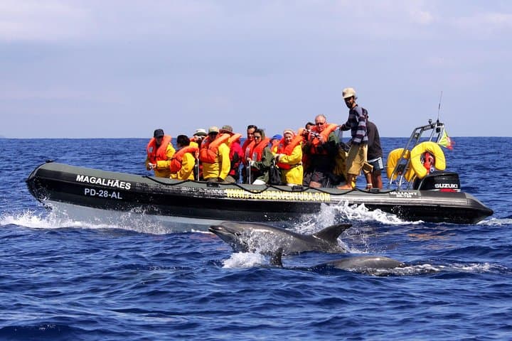 Whale and Dolphin Watching Tour at Terceira Island