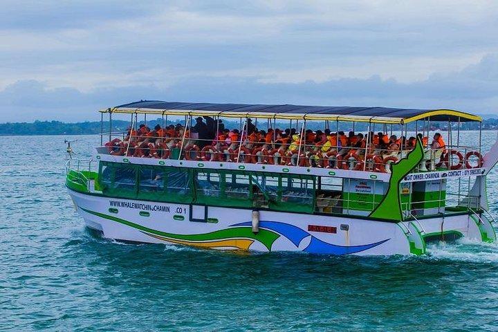 Whales & Dolphin Watching Day Tour including Handunugoda Teafactory