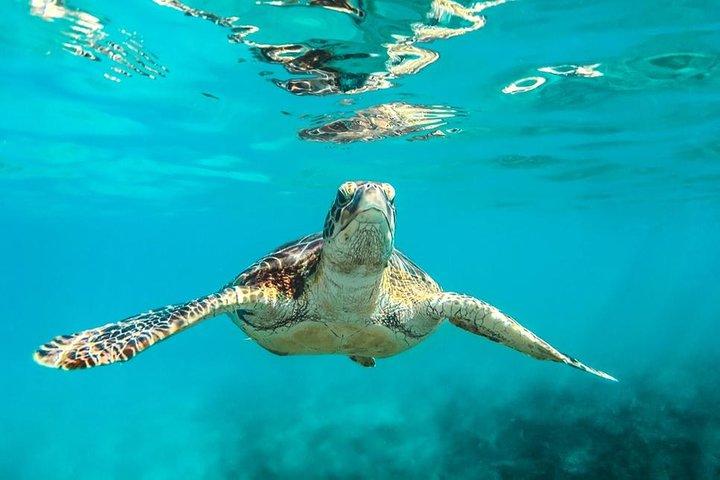 Barbados Catamaran Turtle and Shipwreck Snorkeling Cruise