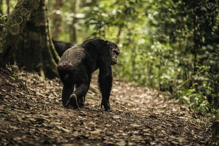 Gishwati Natural Forest in Rwanda & Lake Kivu Tour