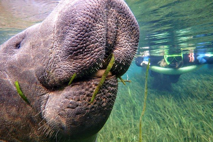 Manatee Swim Tour with In Water Photographer