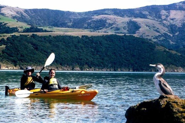 Guided sea kayaking in Akaroa marine reserve