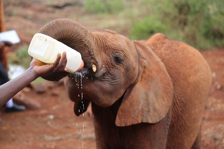 Nairobi National park, Elephant Orphanage&Bomas Cultural Dance