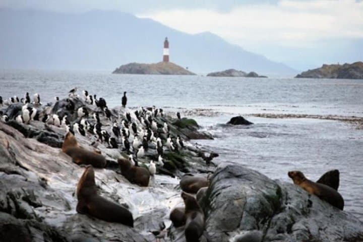 Beagle Channel Navigation Penguin Colony