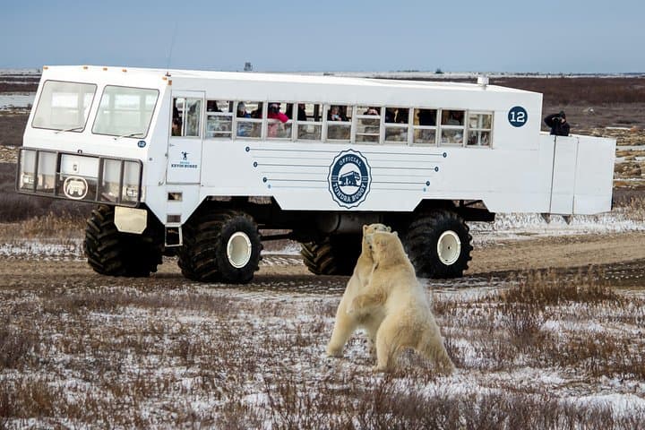 Classic Churchill Polar Bear Experience