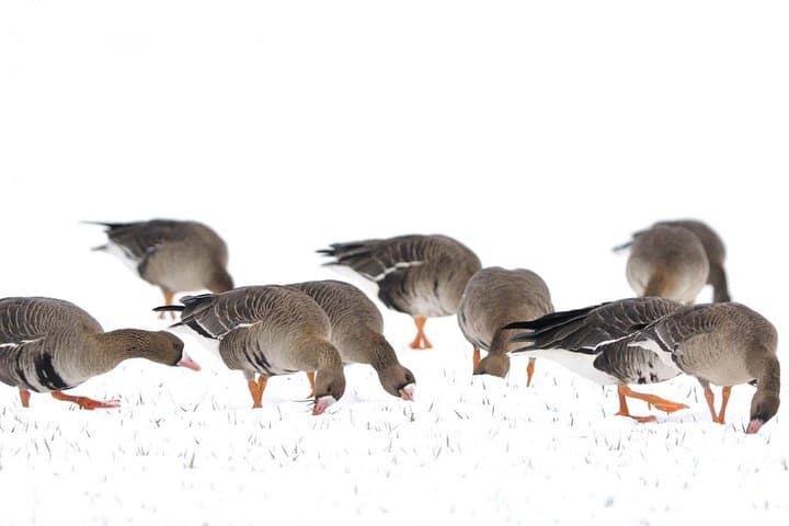 Winter Birding Day Trip to Dobrudja from Tulcea