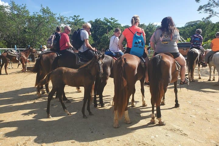 Roatan Excursion: Horseback Ride / Sloths park / Snorkel With Beach Break