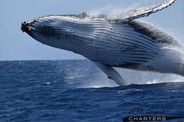 Whale Watching Busselton