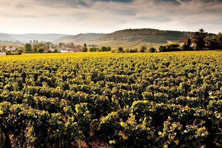 Private excursion to Côte de Beaune and Côte de Nuits (full day)