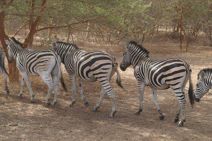 Day tour Somone lagoon and Bandia park Safari