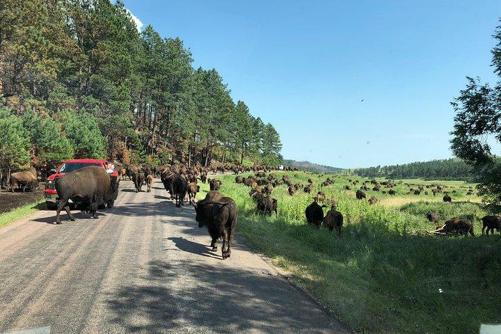 Premiere Private Black Hills Tour: Mt Rushmore, Crazy Horse & Custer State Park