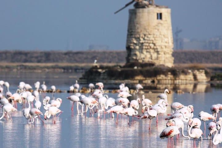 Morning Salt Mills Tour