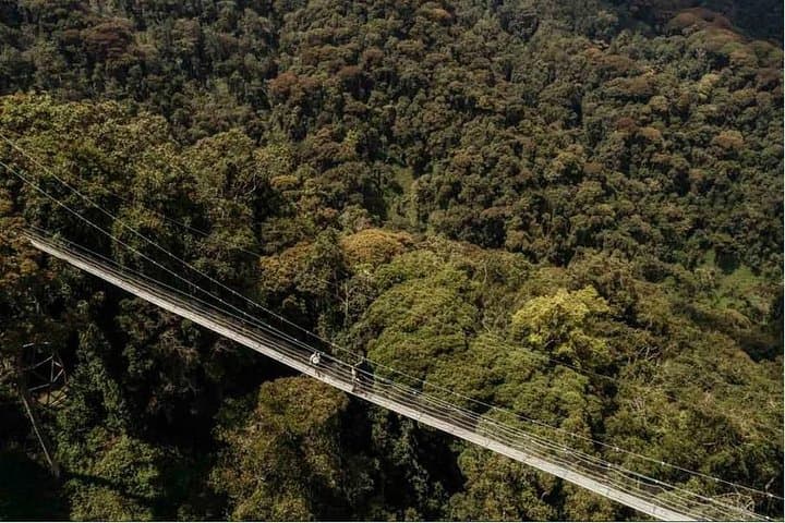 1 Day Canopy Walk Adventure in Nyungwe Forest National Park