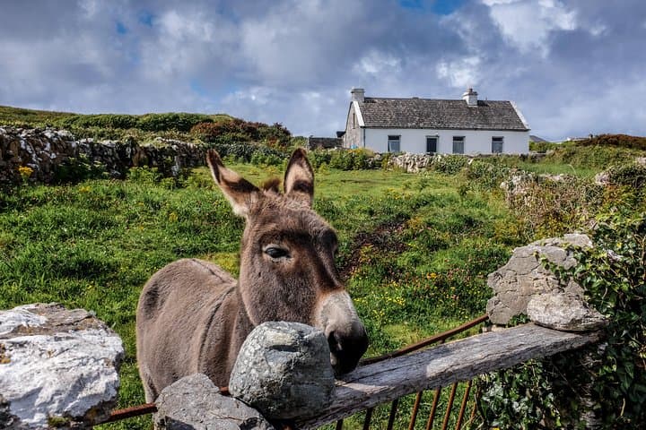 Inis Mór (Aran Islands) Day Trip: Return Ferry from Rossaveel, Galway