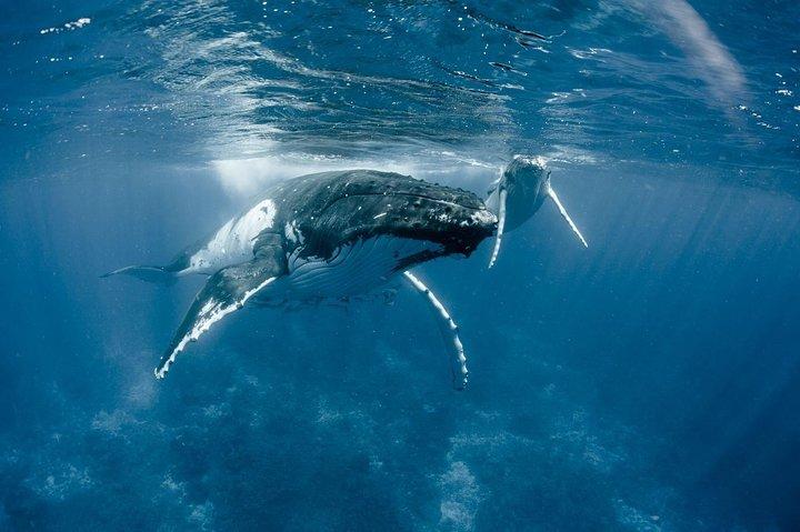 Whale Watching Bora Bora