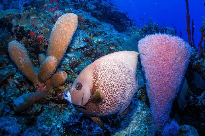 Mahahual Snorkeling Adventure: Turtle Encounter