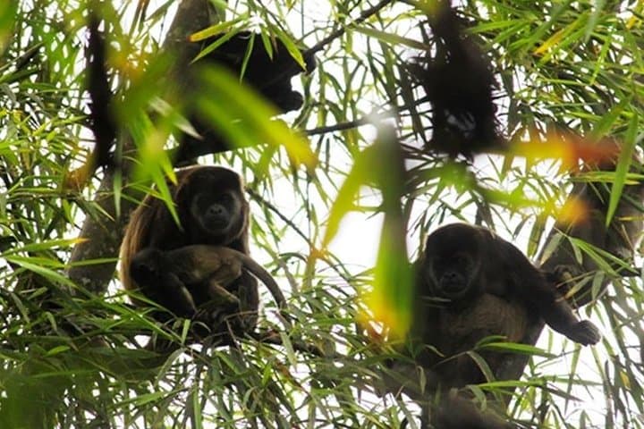 Adventure in the Humid Forest of Machalilla National Park
