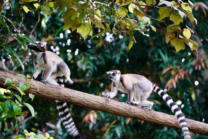 Two days tour to Andasibe NP
