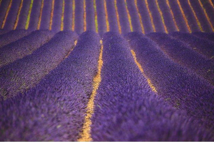 Full Day Ocean of Lavender in Valensole from Avignon