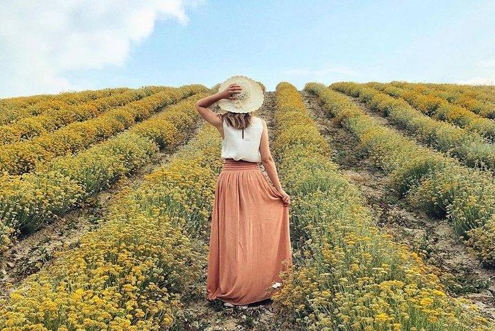 Immortelle farm island Krk