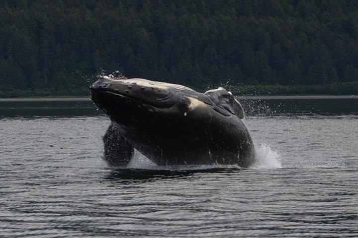 Guaranteed Whale Watching Adventure