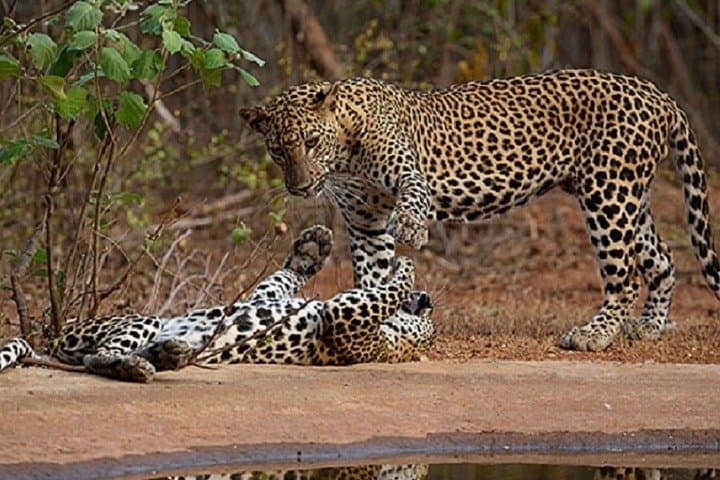 Yala Safari Private Day Tour Kaluthara/Beruwala/Bentota/Kosgoda/Ahungalla