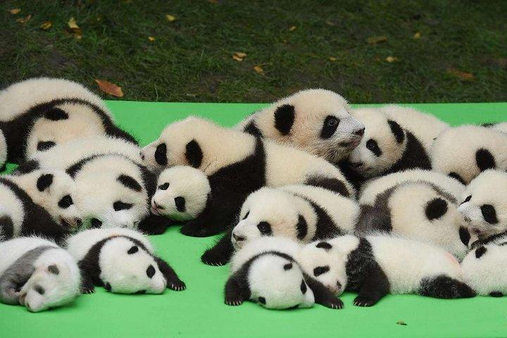 Private Chengdu Highlights Day Trip: Panda Base and City from Chongqing by Train