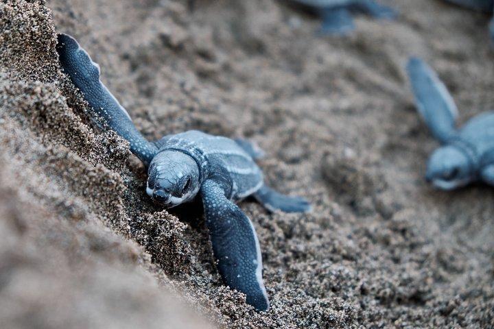 Matura Beach Turtle-Watching Experience