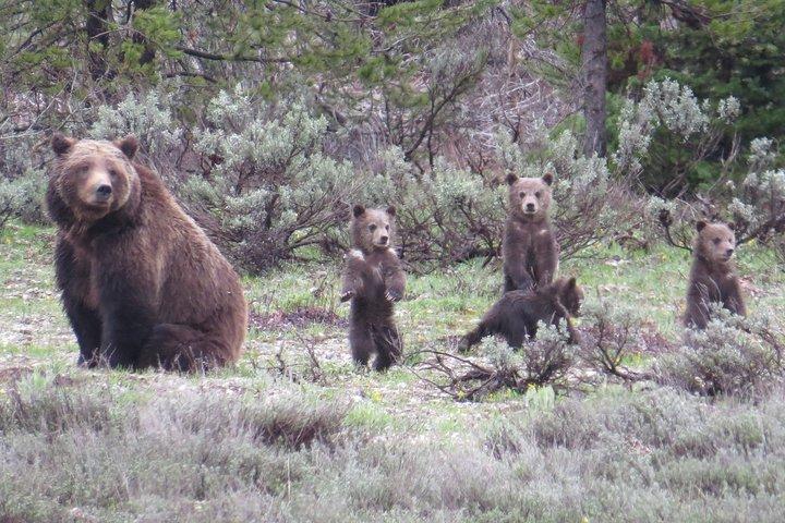 Yellowstone National Park - Full-Day Lower Loop Tour from Jackson