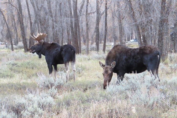 Grand Teton National Park - PRIVATE Sunset Tour from Jackson Hole