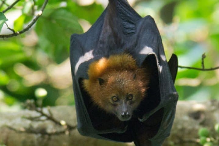Pemba Flying Fox Forest
