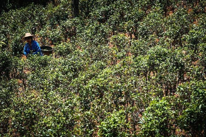 Danu Trails (2 Days, 1 Night)