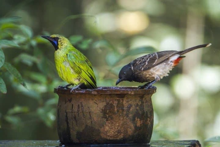 Birdwatching and Trekking at Horton Plains National Park