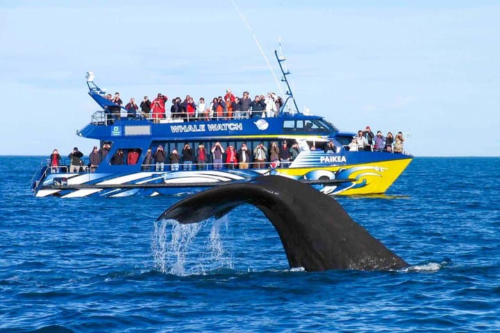 Whale Watching from Kalpitiya on Private Boat