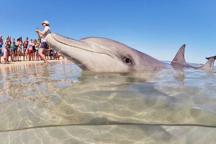 4-Day Monkey Mia Dolphins Pink Lake Pinnacles Comfort-Level Tour