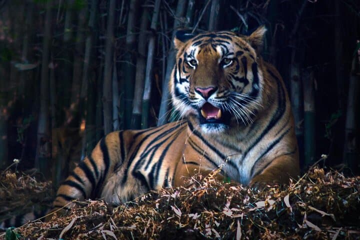 Tiger, Temple & Taj