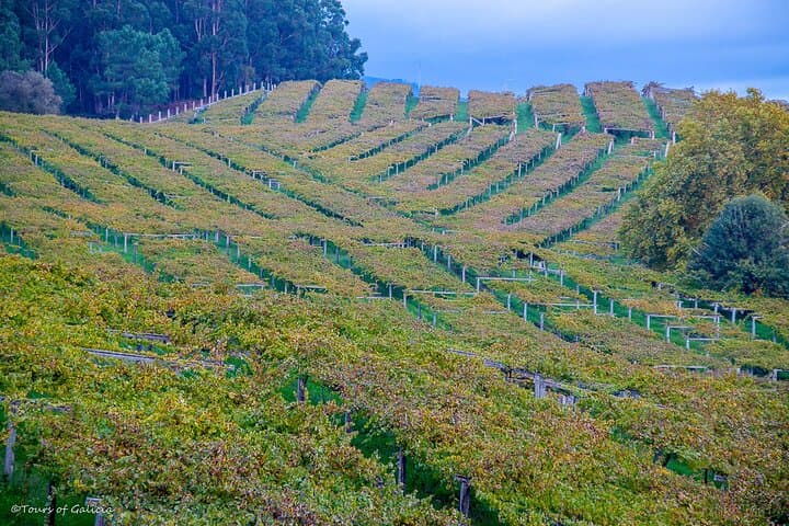 Albariño trails Private Wine Tour/Shore excursion from Vigo