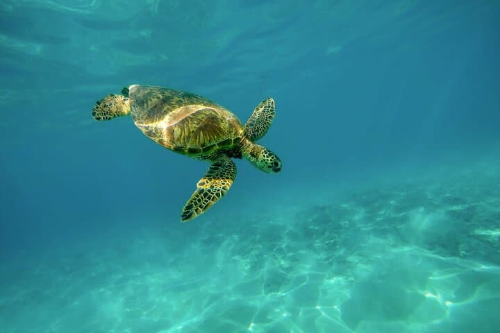 Snorkel with Turtles Gold Coast