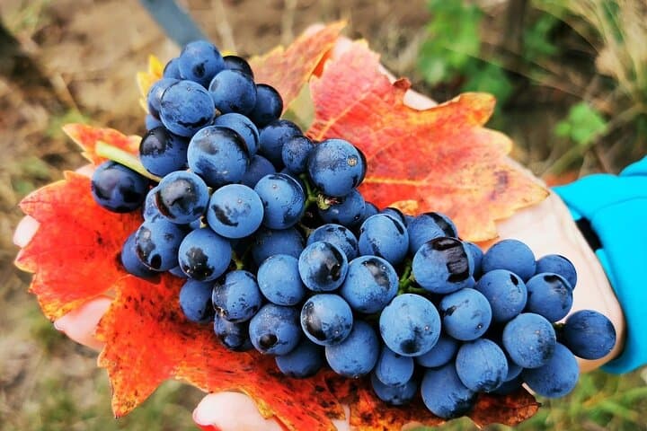 Bike & Wine tour in Dealu Mare wineland
